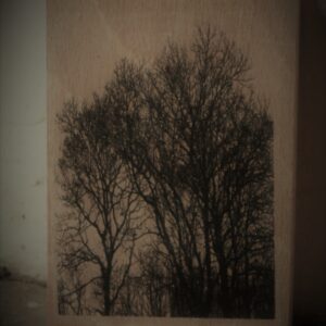 ÁRBOL